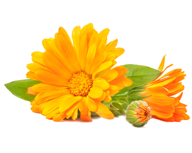 Calendula Officinalis Extract