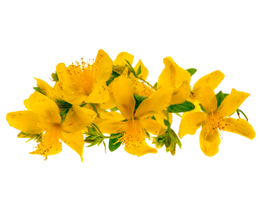 St. John’s Wort Oil