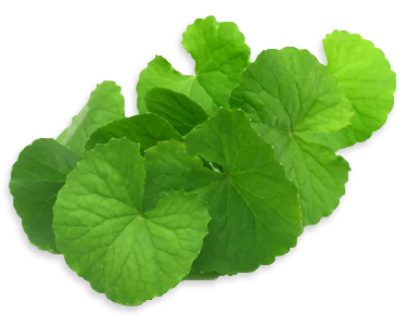 Centella Asiatica (Gotu Kola) Extract