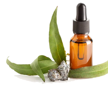 Eucalyptus Globulus Oil